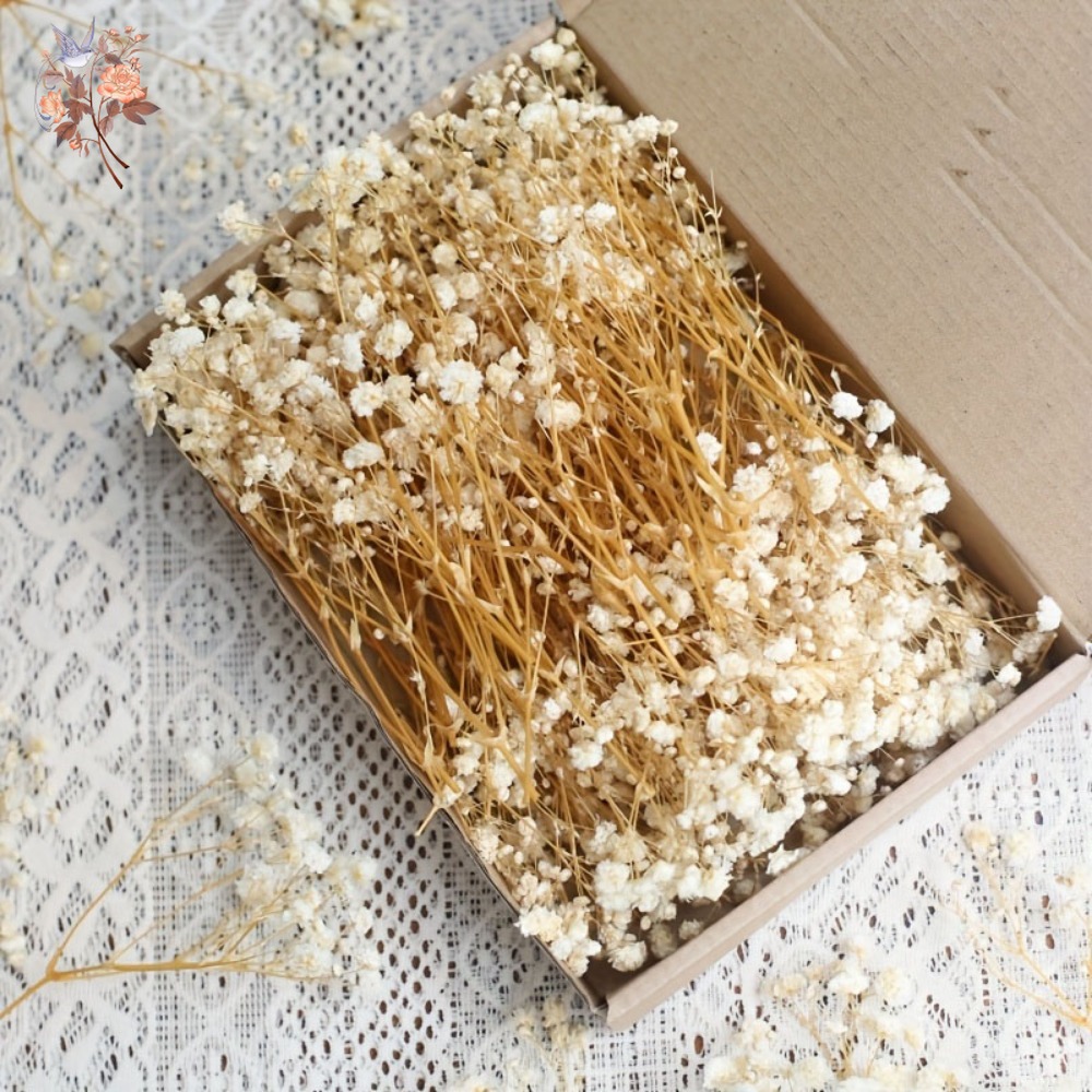 100 Piezas de Flores Secas de  - Craft Embellishments reseña y precio